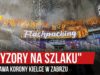 „SCYZORY NA SZLAKU” – oprawa Korony Kielce w Zabrzu (25.08.2019 r.)