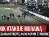 Glinik atakuje murawą i przegania Grybovię na własnym stadionie (20.10.2019 r.)